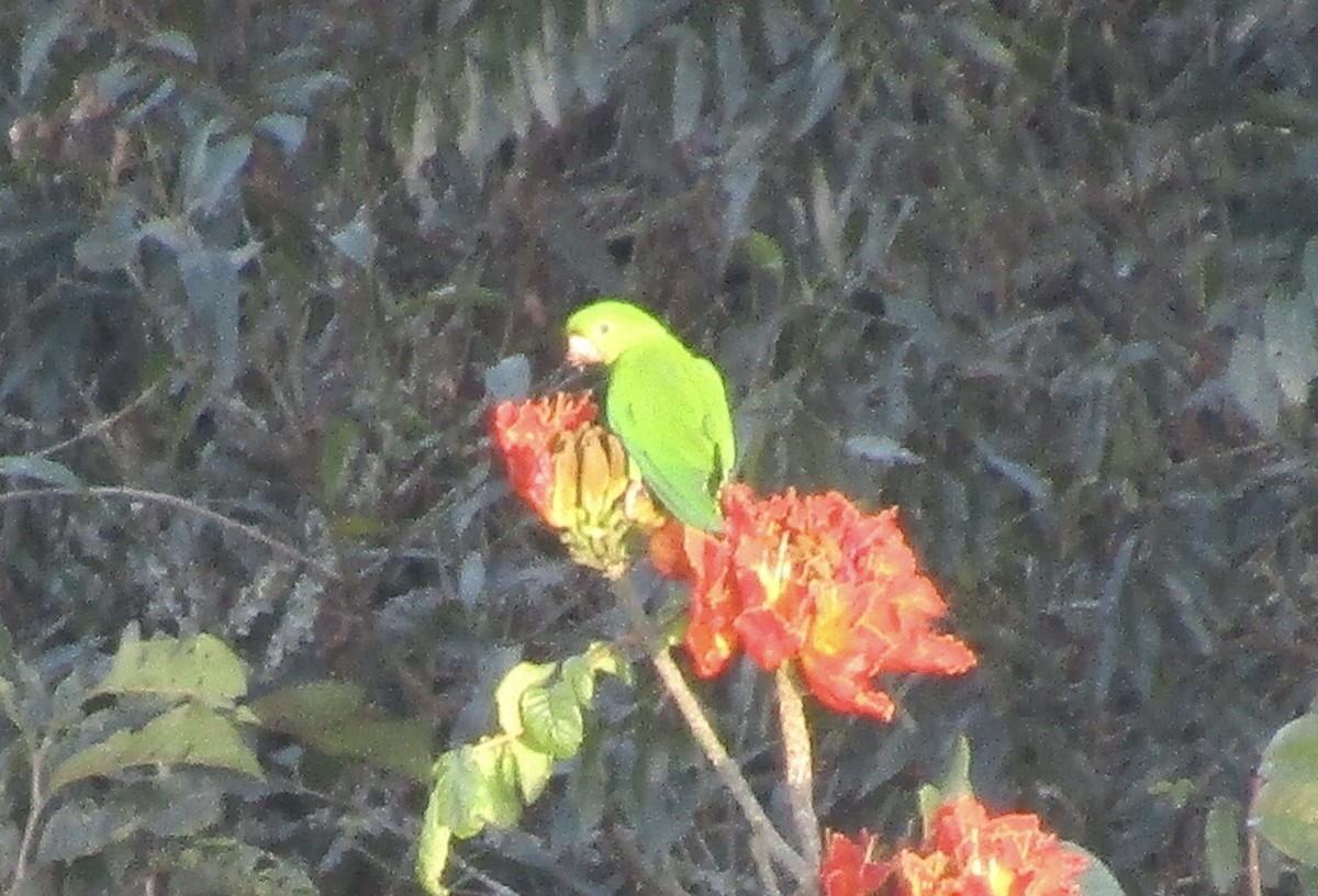 Pacific Parakeet - ML626585602