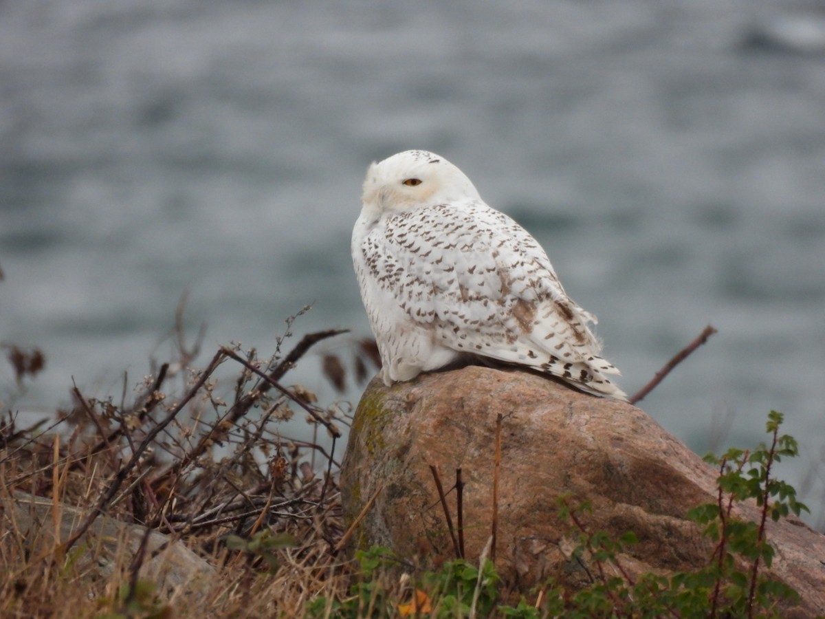 Snowy Owl - ML626585610