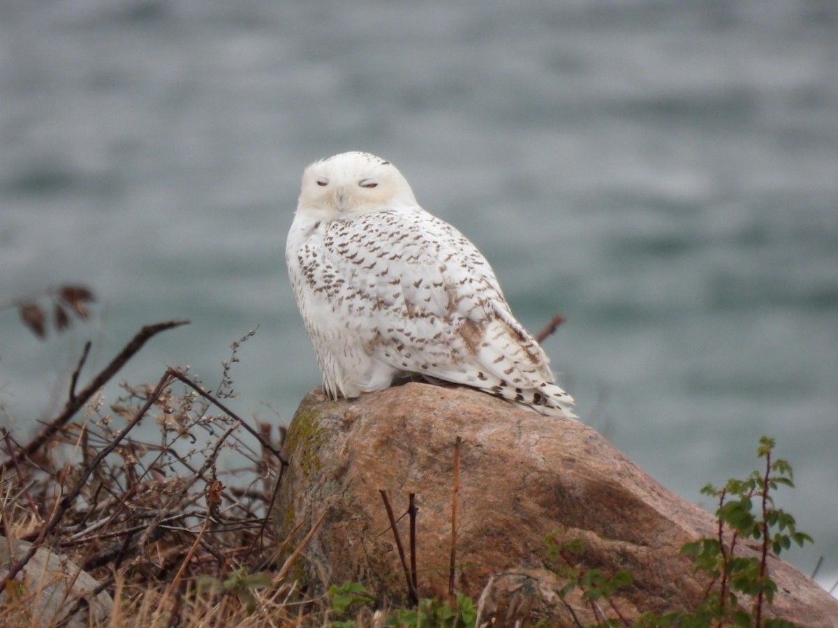 Snowy Owl - ML626585611