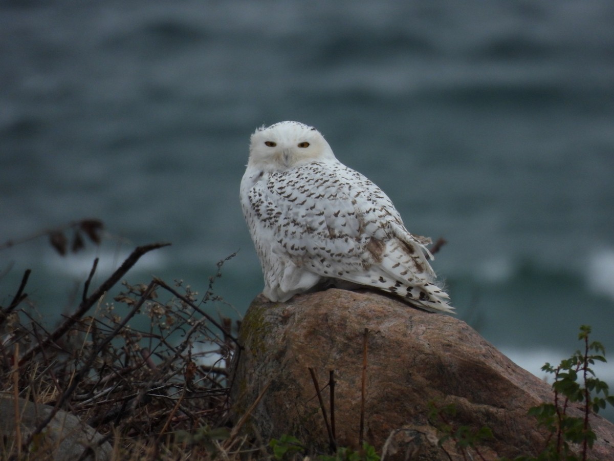 Snowy Owl - ML626585612