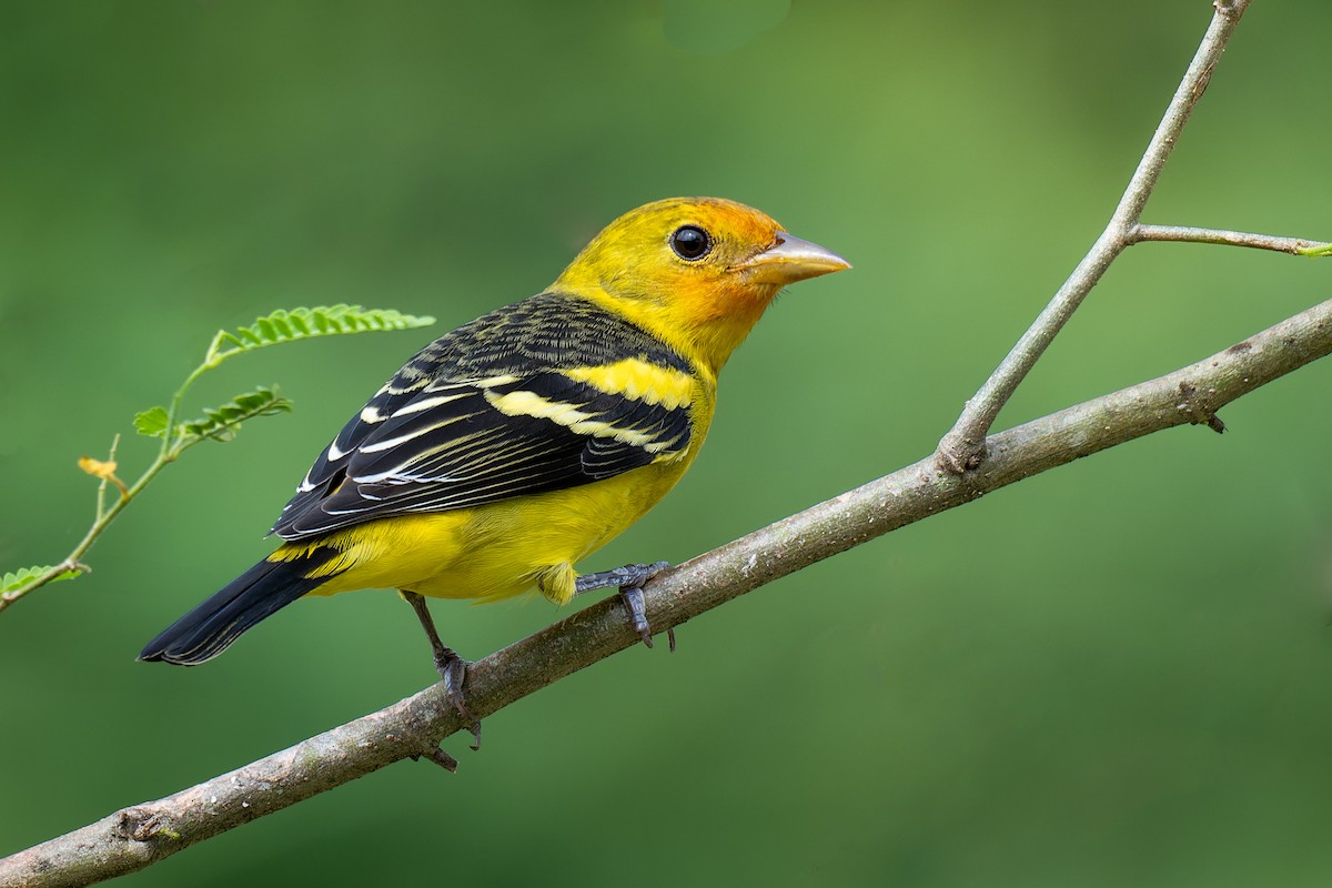 Western Tanager - ML626585983