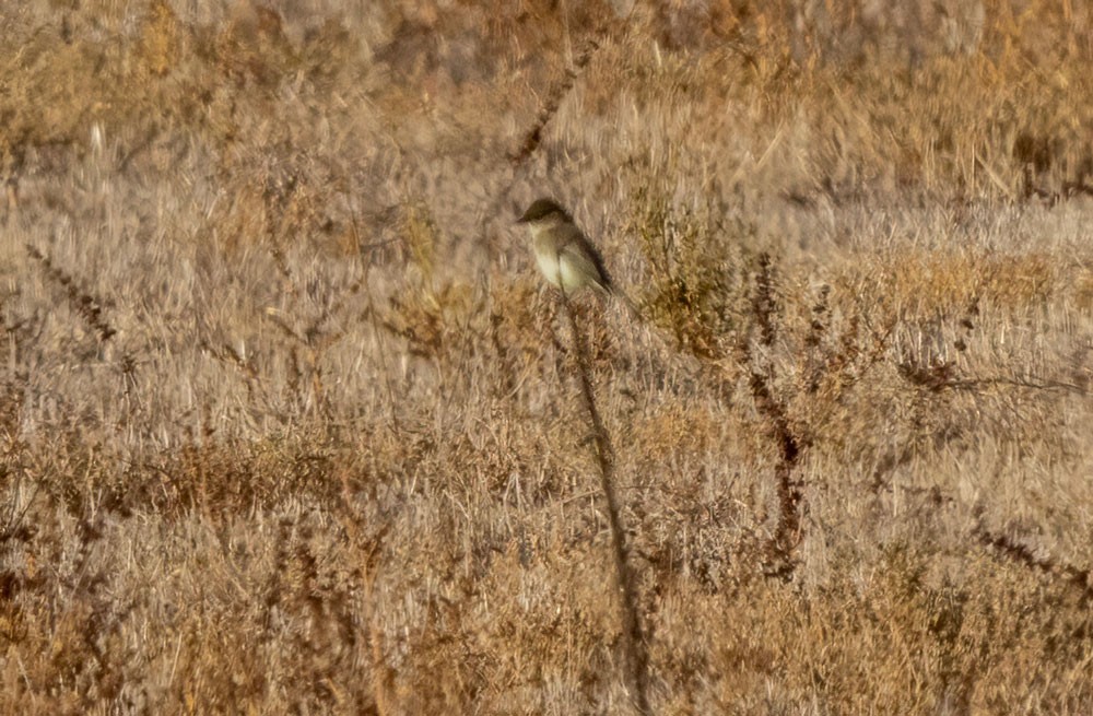 Eastern Phoebe - ML626586139