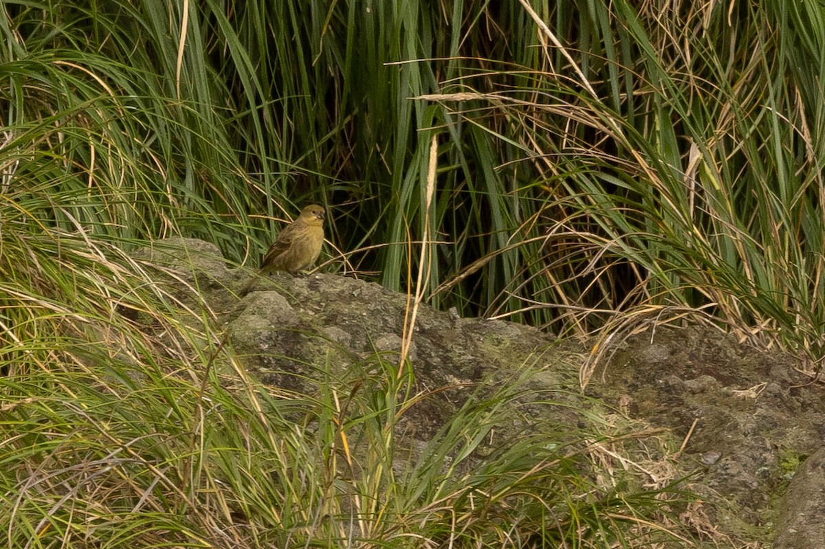 Inaccessible Island Finch - ML626586152