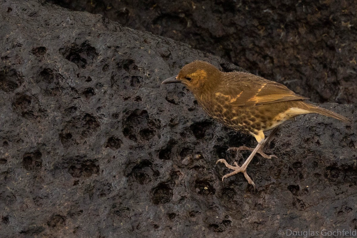 Tristan Thrush - ML626586157