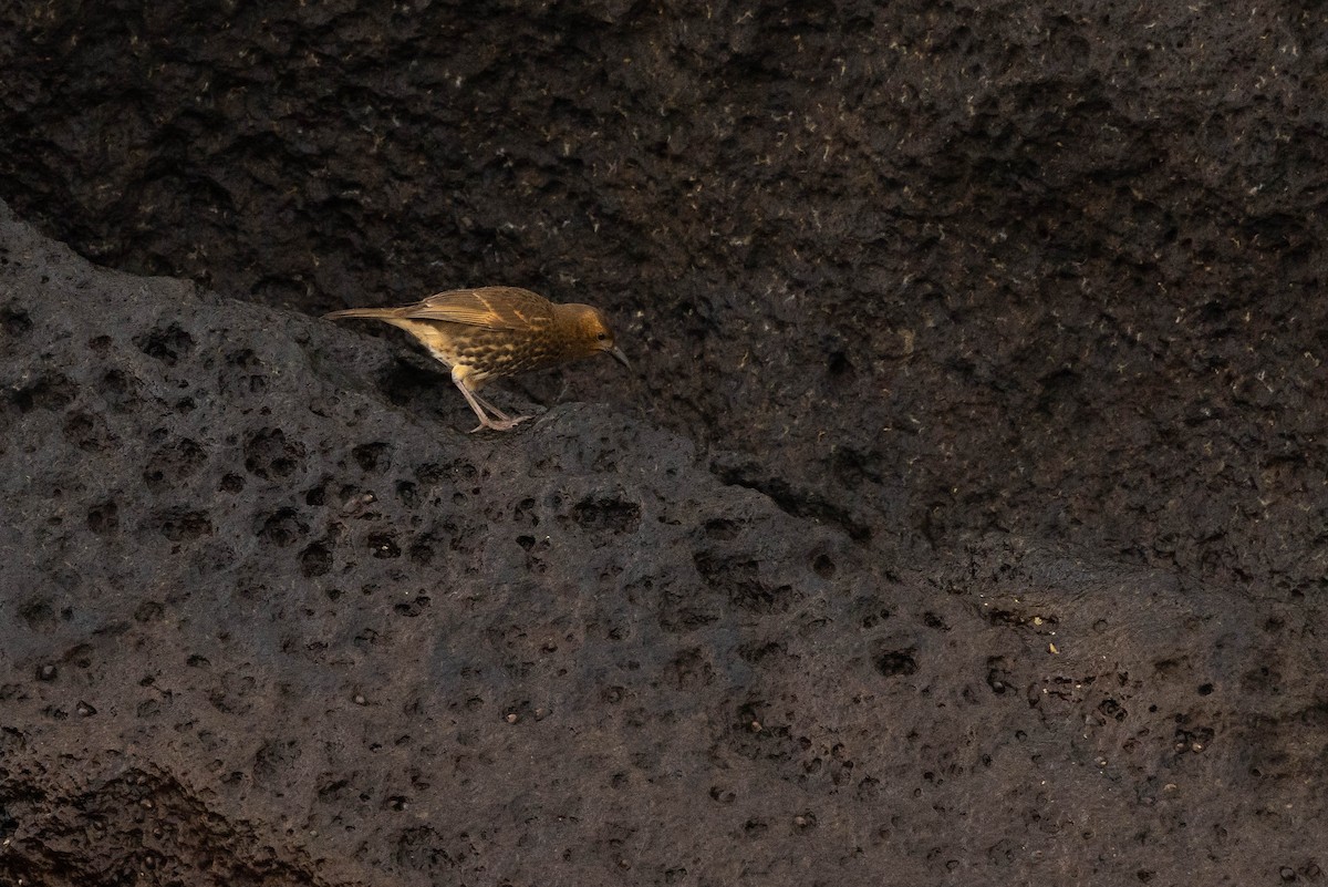 Tristan Thrush - ML626586166
