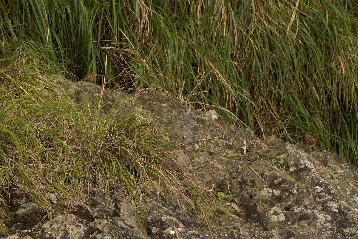 Tristan Thrush - ML626586174