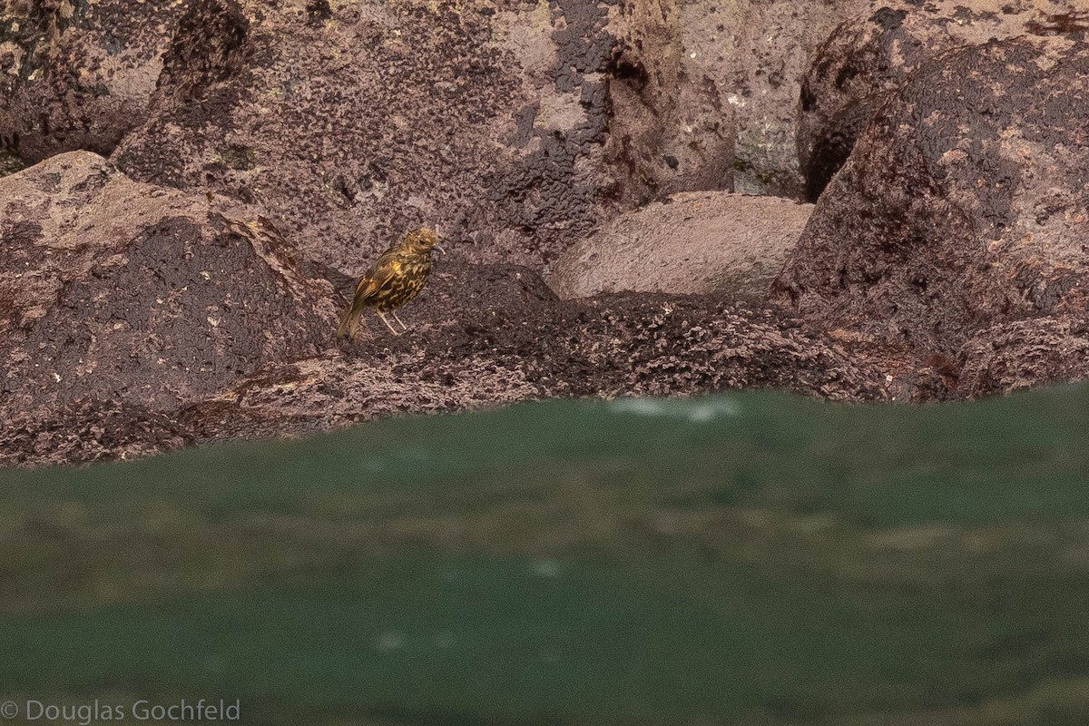Tristan Thrush - ML626586283