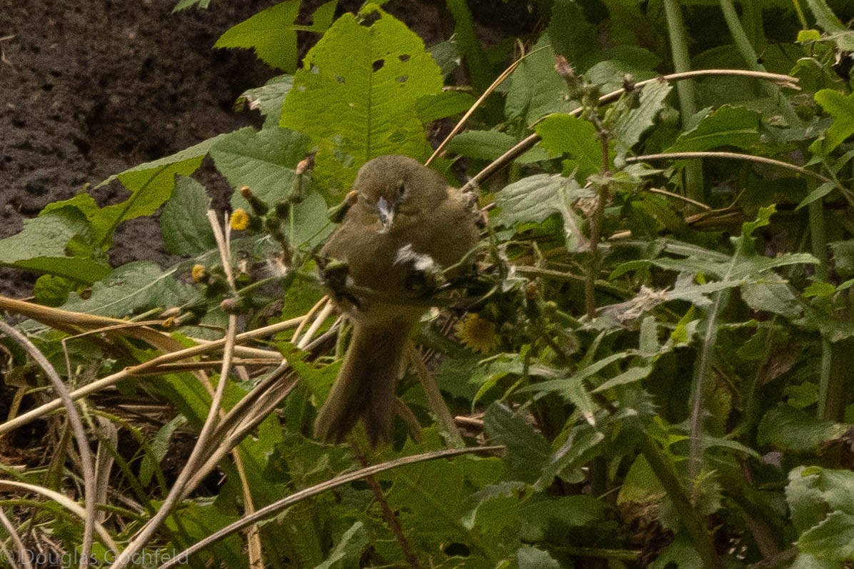 Inaccessible Island Finch - ML626586298
