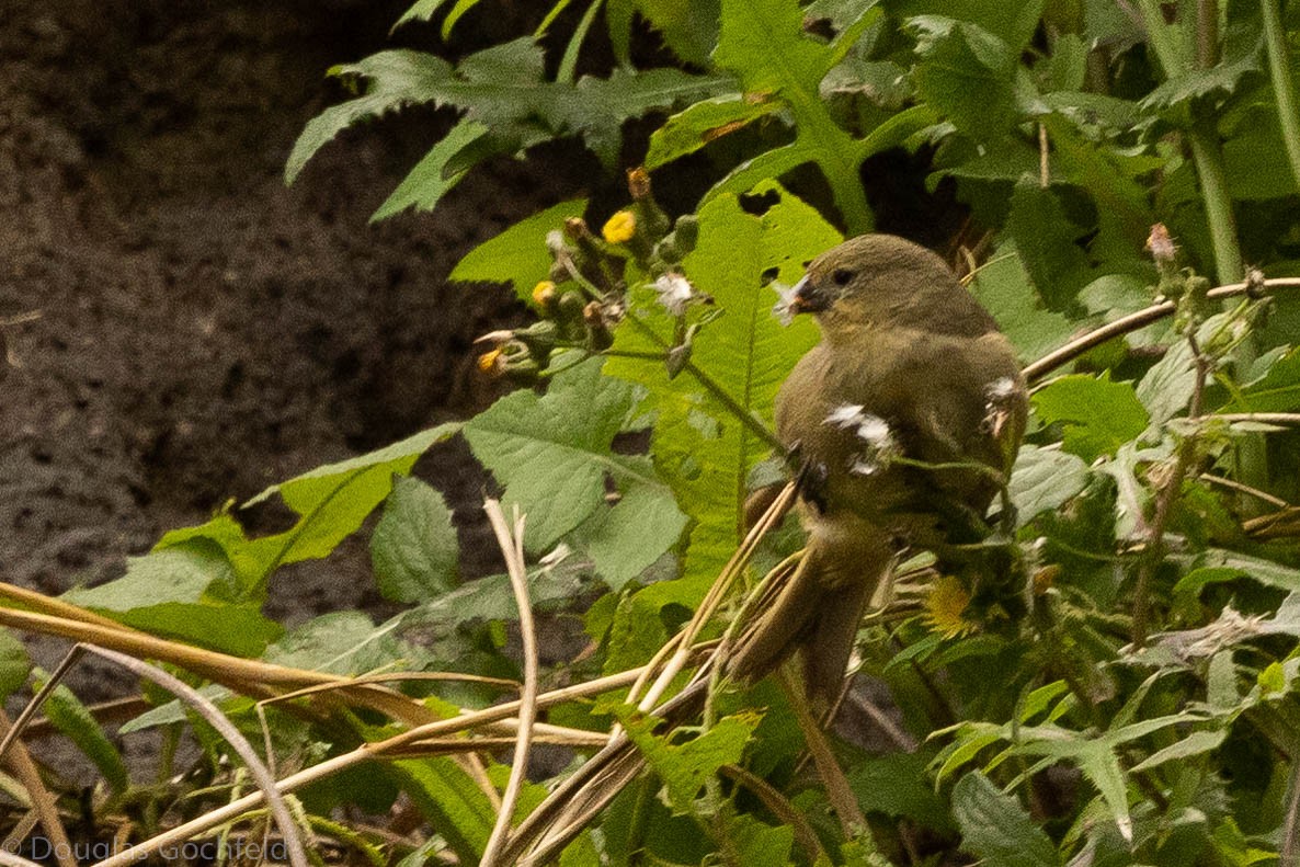 Inaccessible Island Finch - ML626586299
