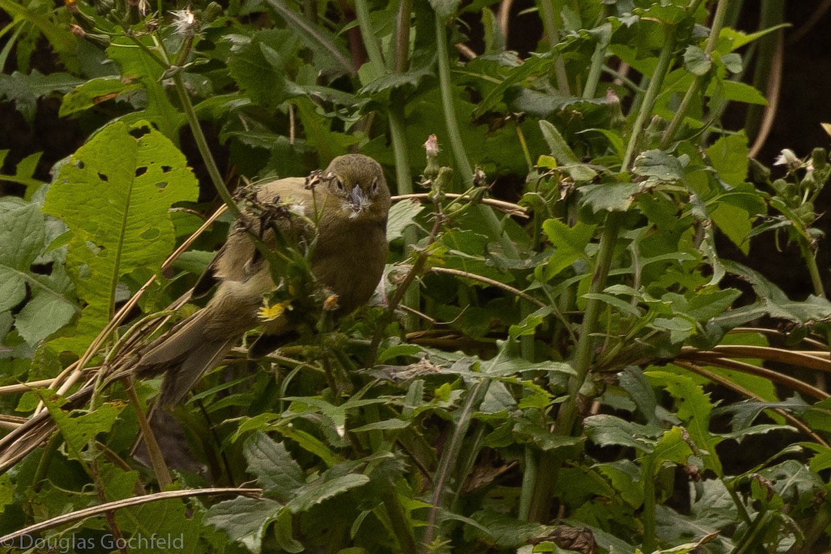 Inaccessible Island Finch - ML626586300