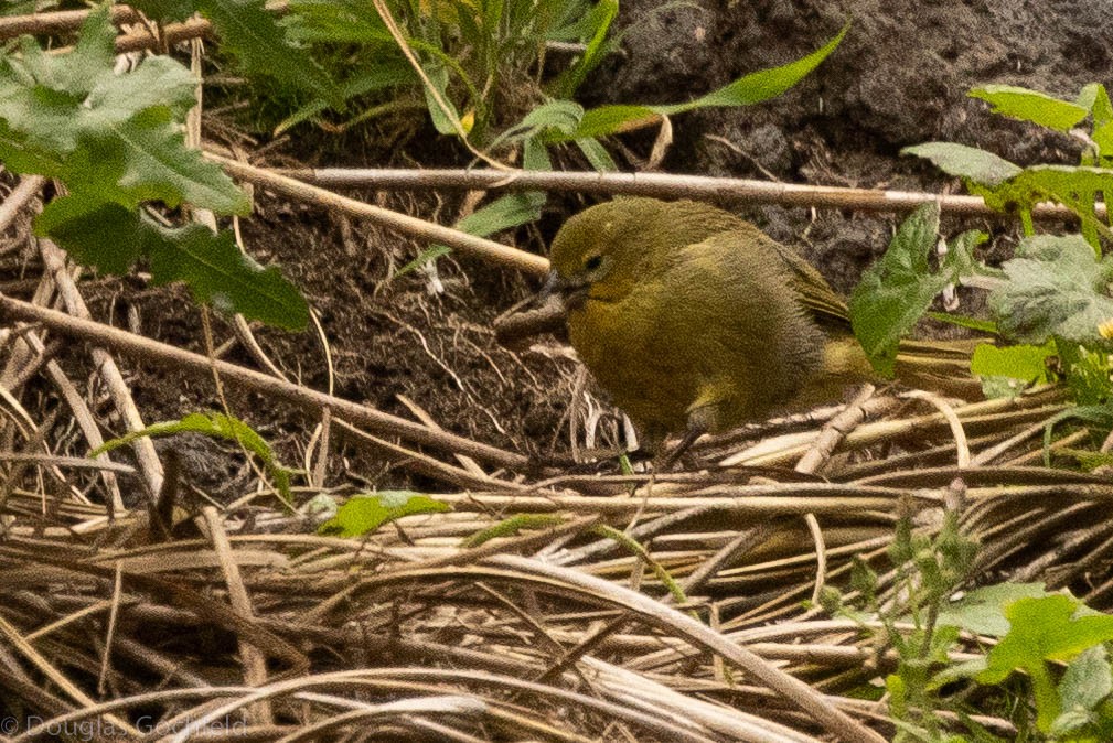 Inaccessible Island Finch - ML626586305