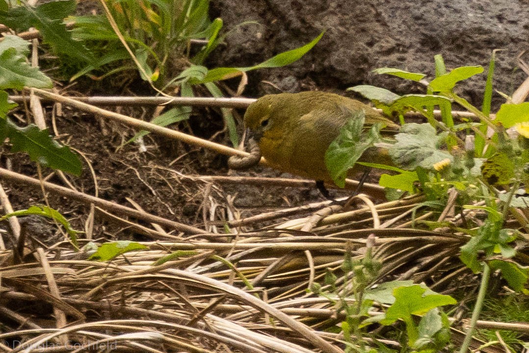 Inaccessible Island Finch - ML626586307