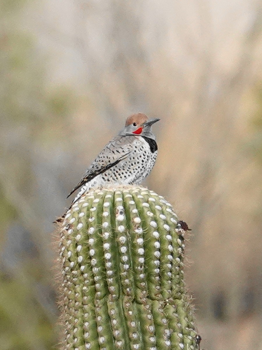 Gilded Flicker - ML626586313