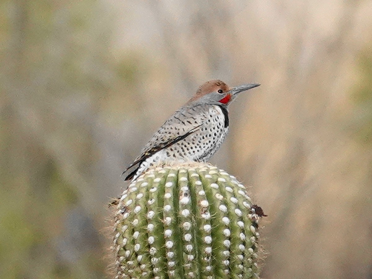 Gilded Flicker - ML626586314