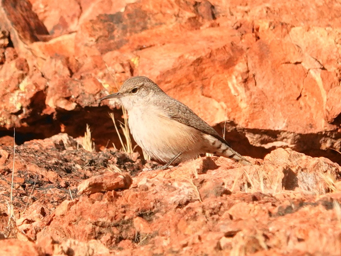 Rock Wren - ML626586332
