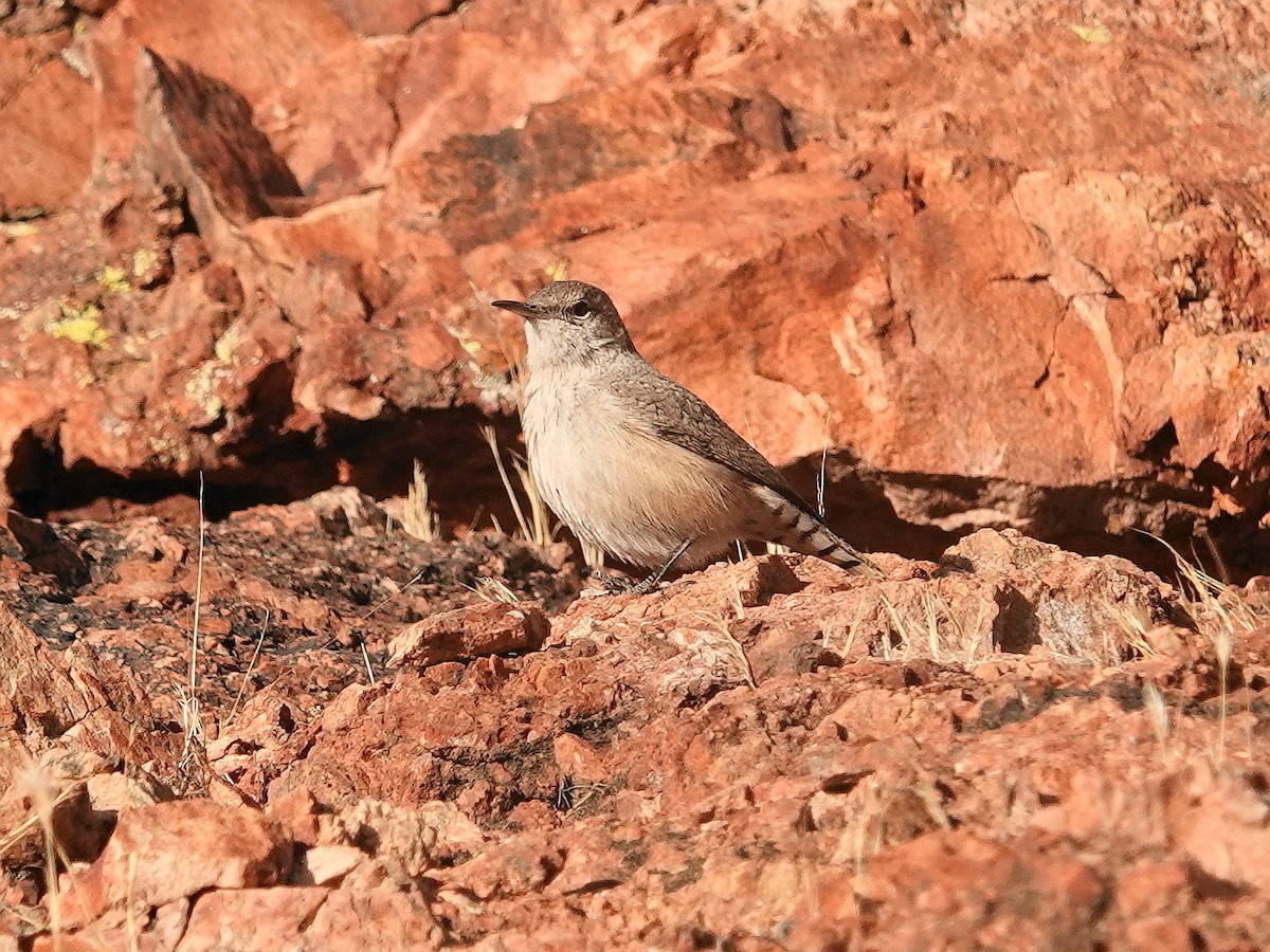 Rock Wren - ML626586333