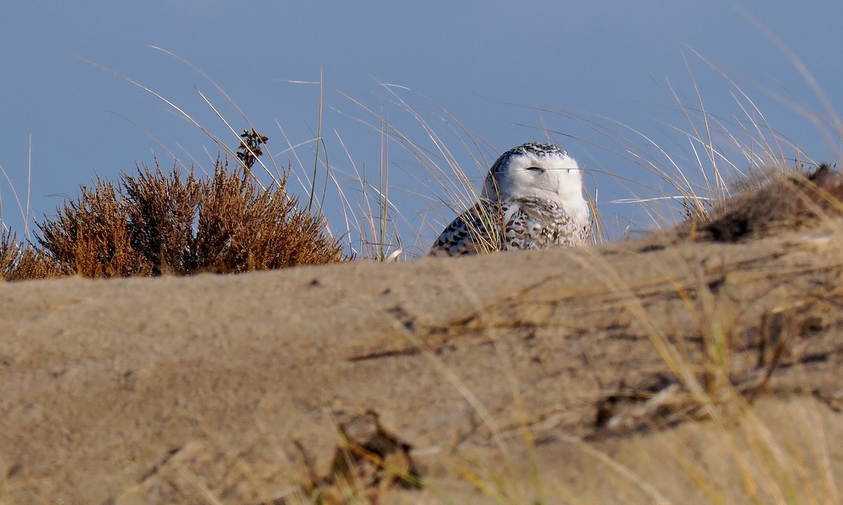 Snowy Owl - ML626586336