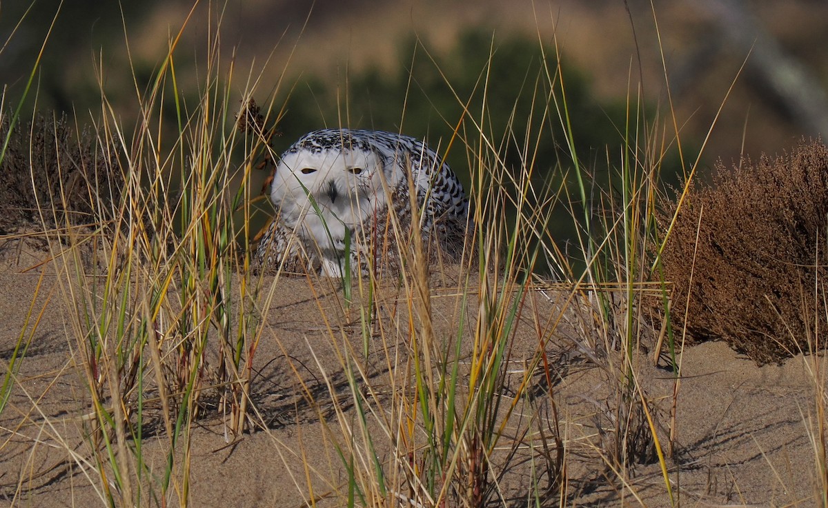 Snowy Owl - ML626586351