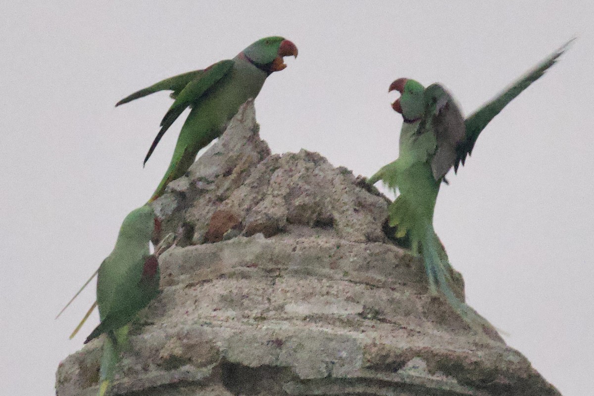 Alexandrine Parakeet - ML626586372