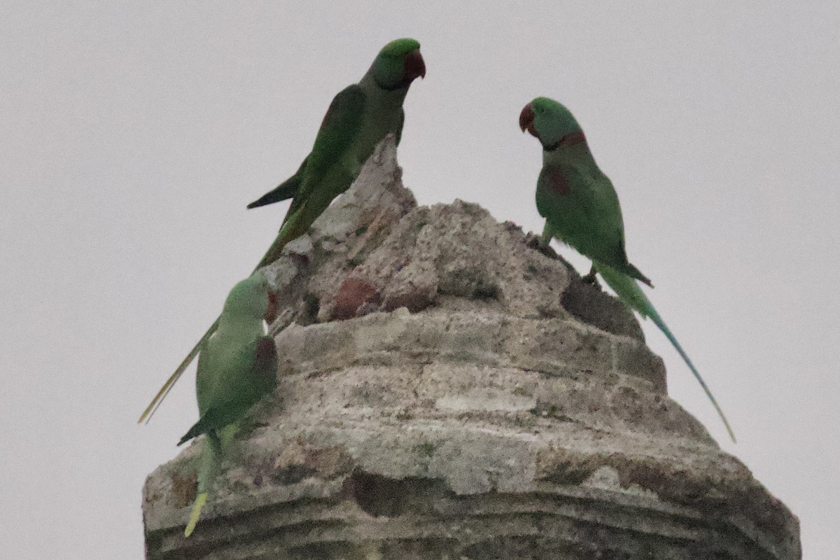 Alexandrine Parakeet - ML626586381