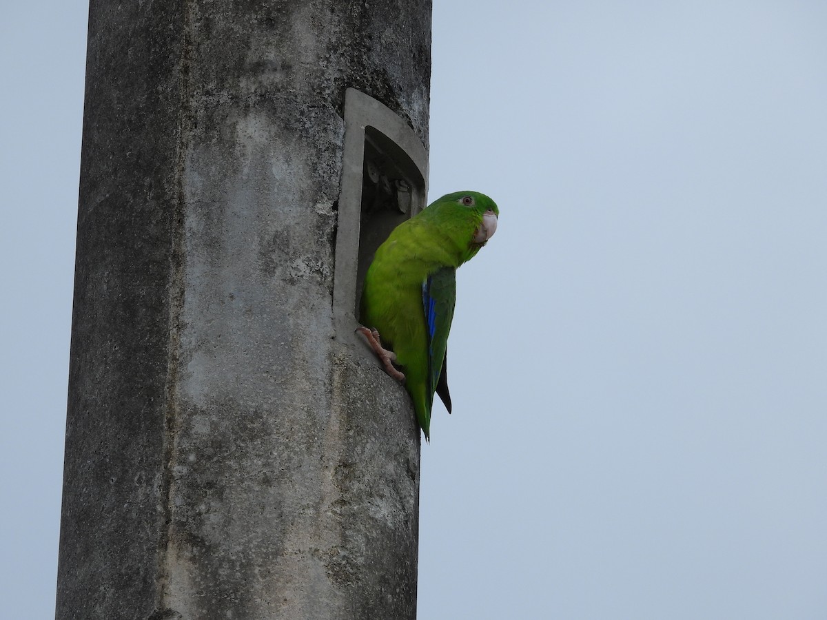 Riparian Parrotlet - ML626586414