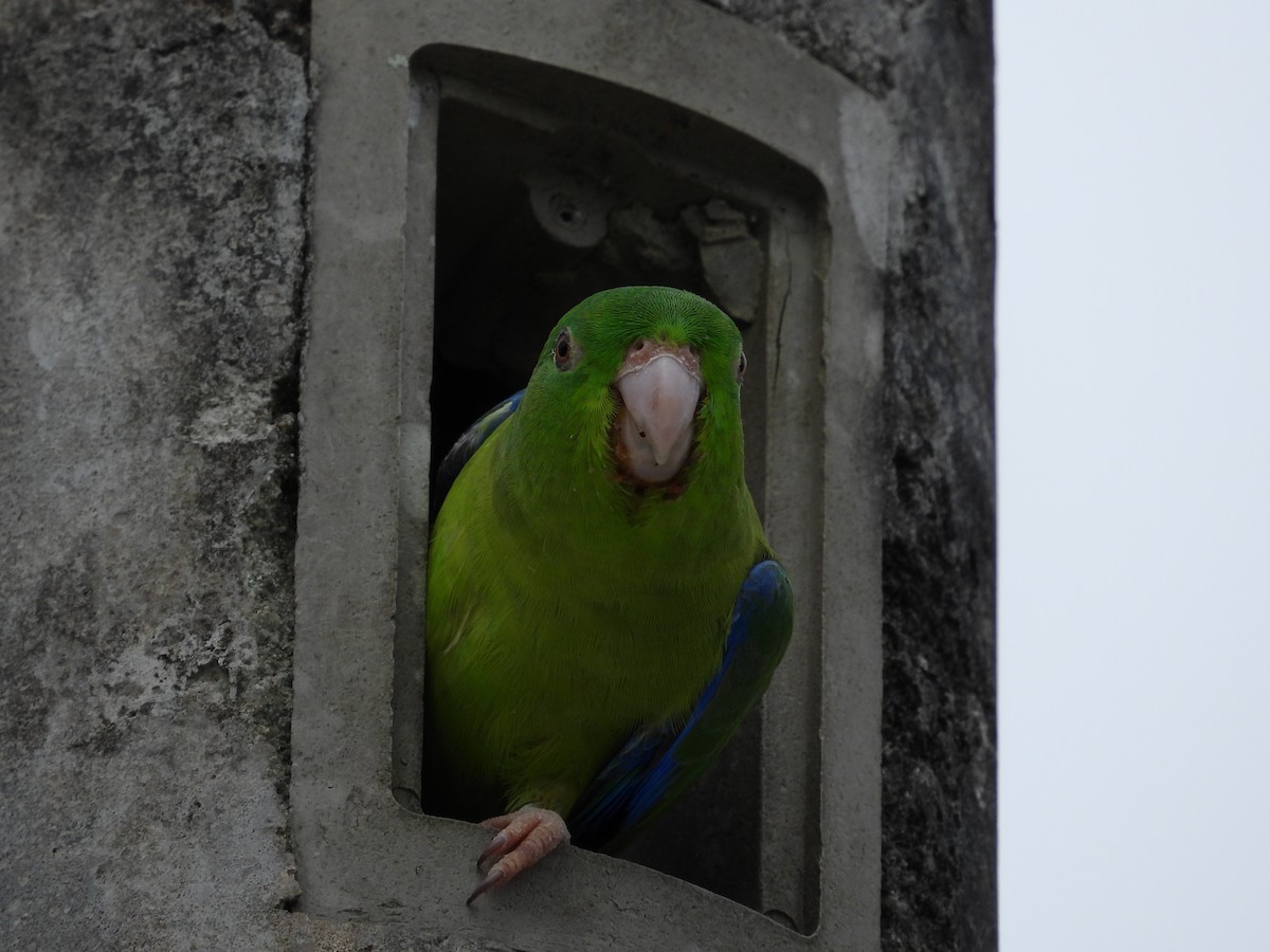 Riparian Parrotlet - ML626586415