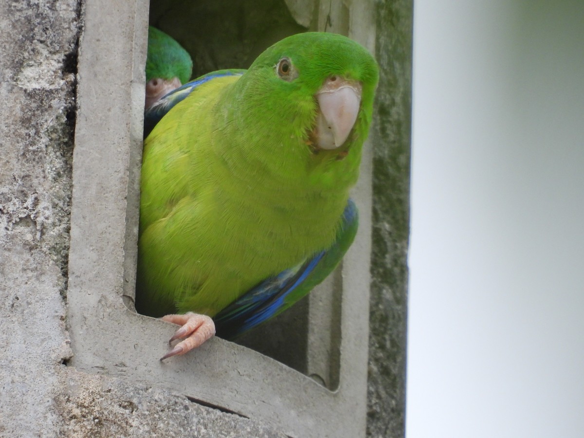 Riparian Parrotlet - ML626586416