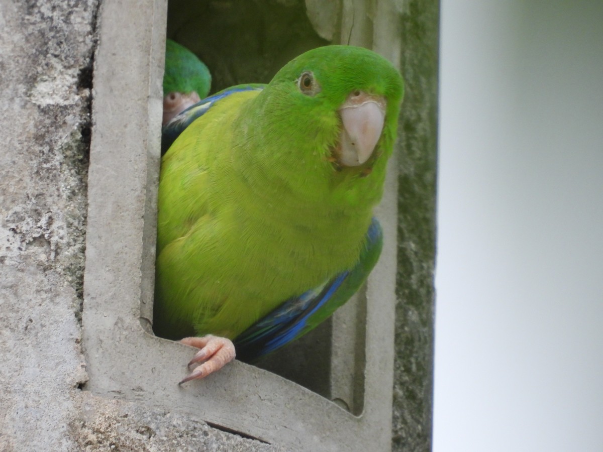 Riparian Parrotlet - ML626586417