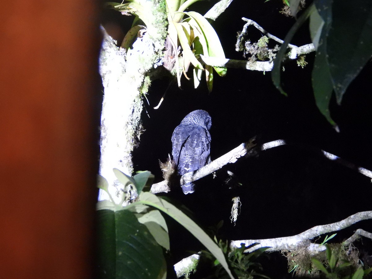 Black-banded Owl (San Isidro) - ML626586475