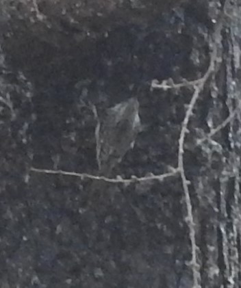 Brown Creeper - ML626586553