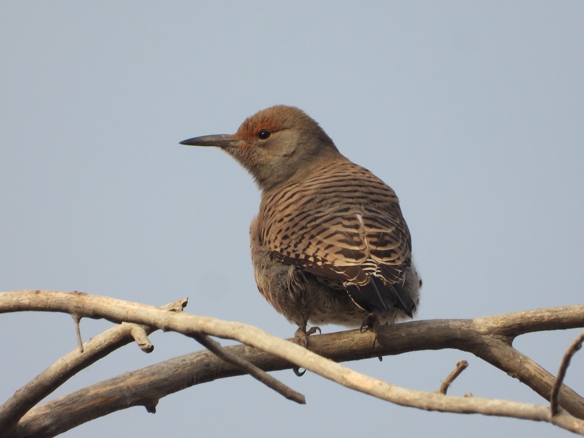 Northern Flicker (Red-shafted) - ML626586711