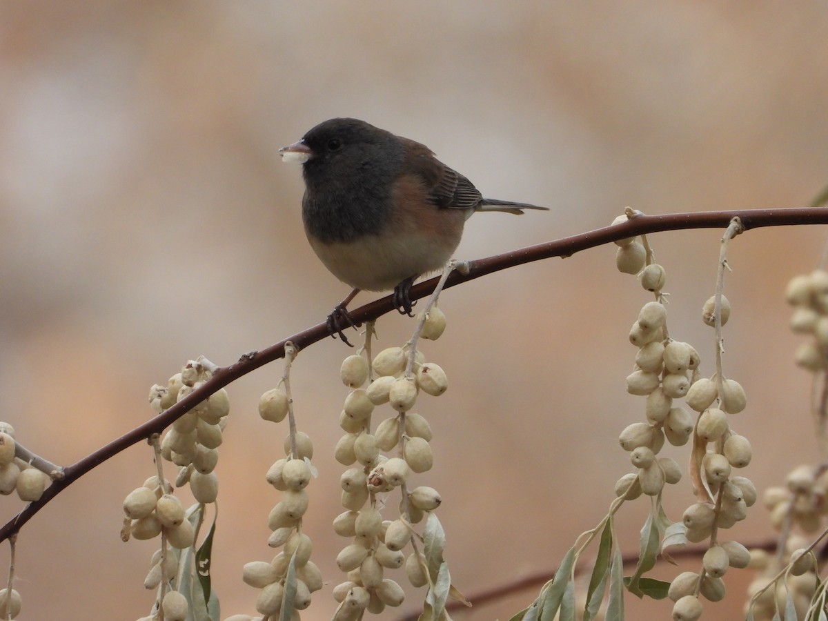 Dark-eyed Junco - ML626586745