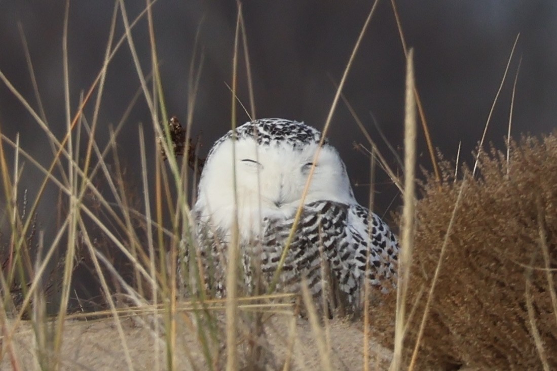 Snowy Owl - ML626586819