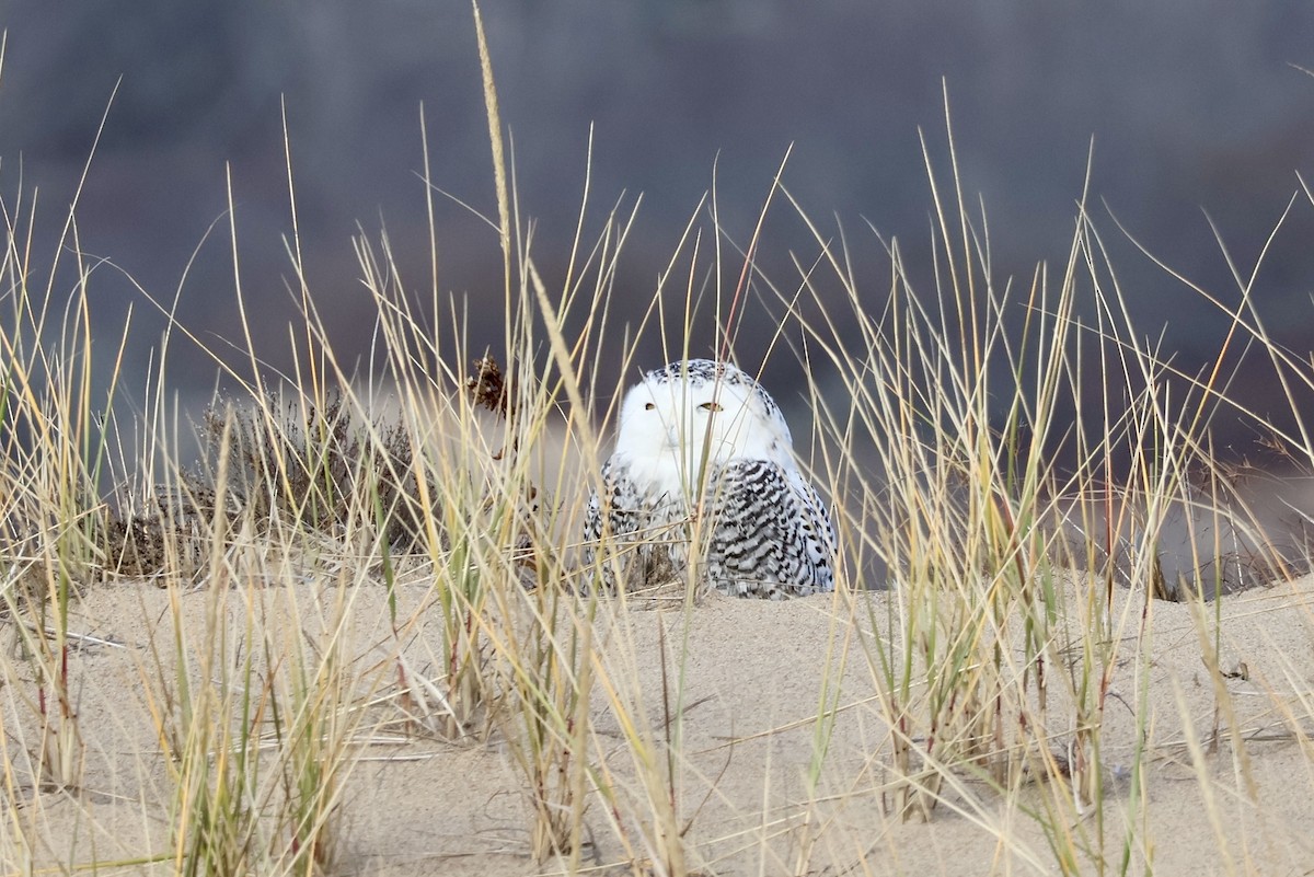 Snowy Owl - ML626586820