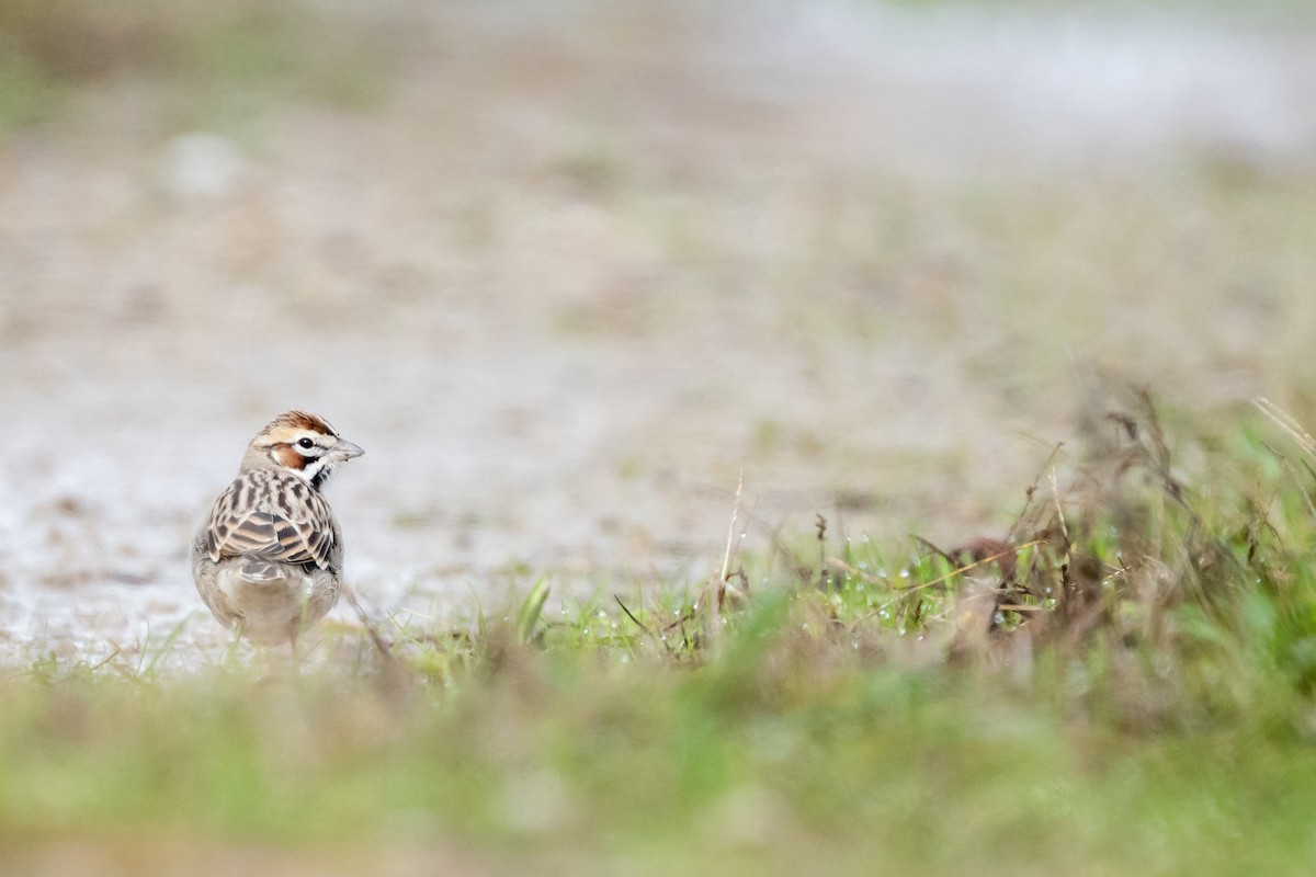 Lark Sparrow - ML626586955