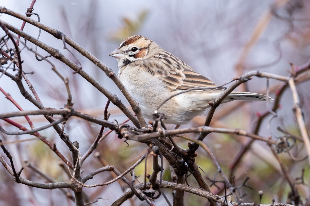 Lark Sparrow - ML626586958