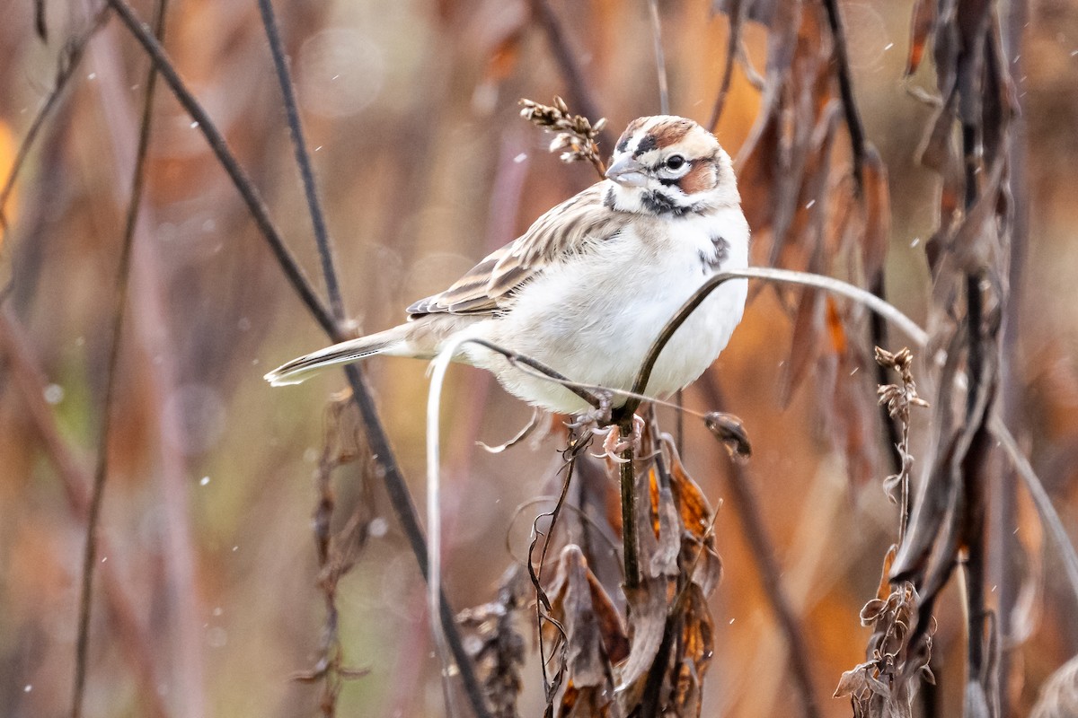 Lark Sparrow - ML626586981