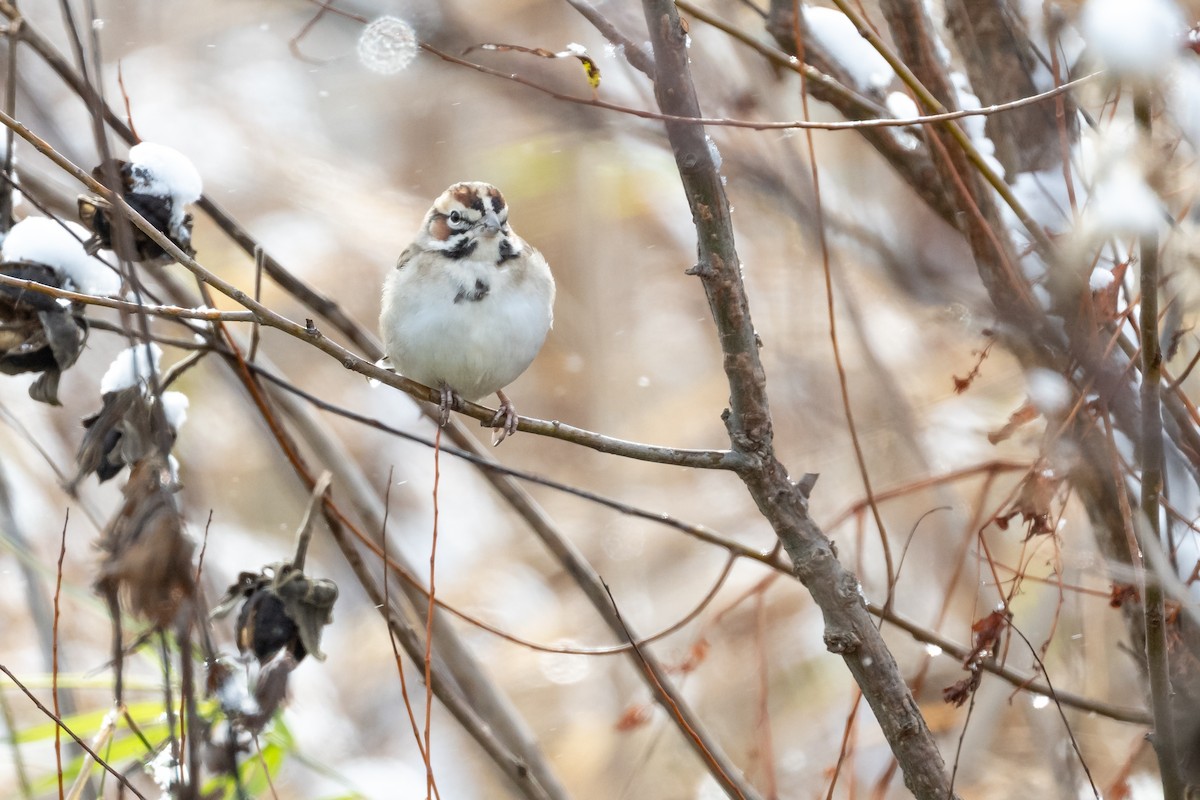 Lark Sparrow - ML626586990