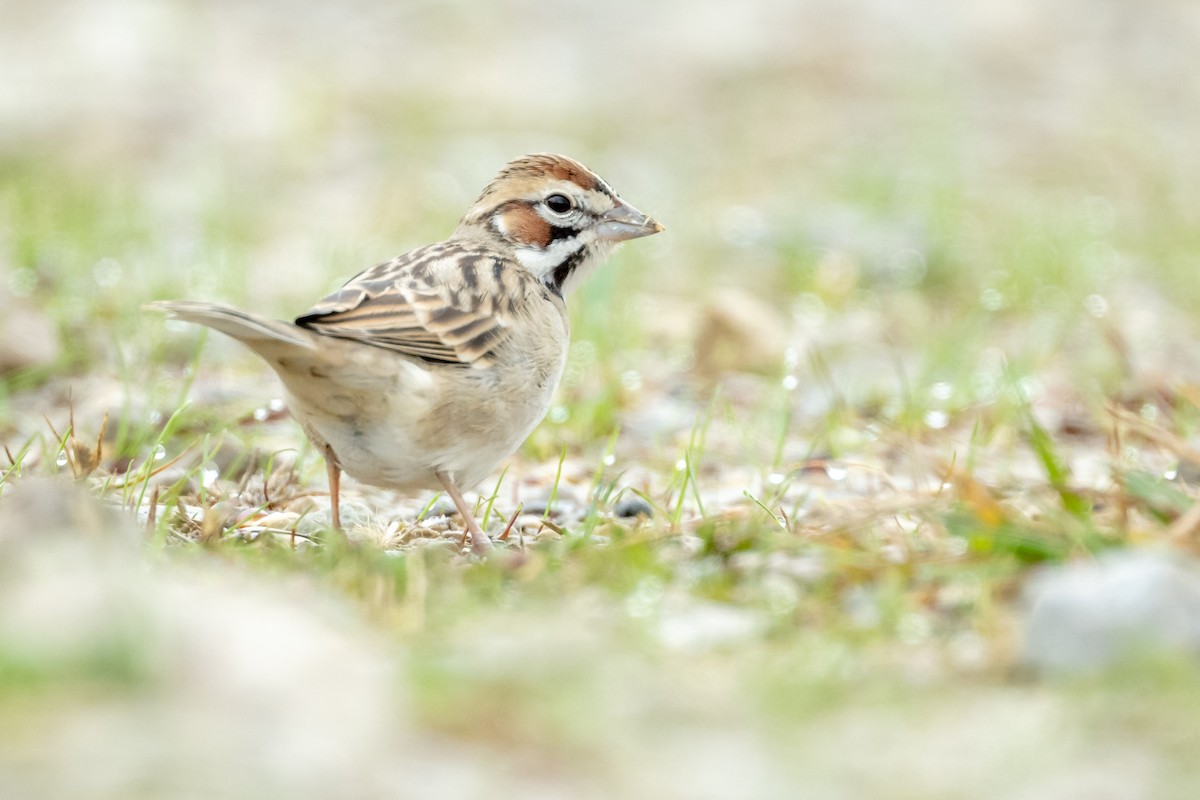 Lark Sparrow - ML626587012