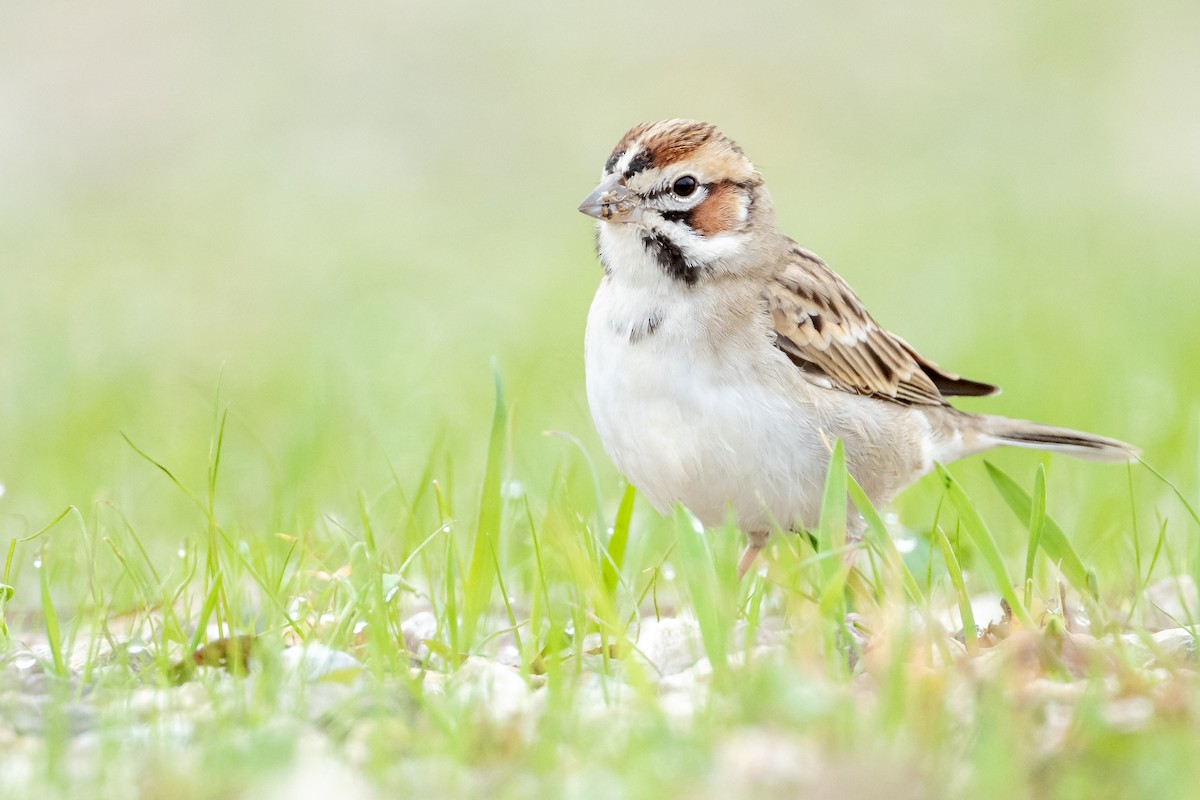 Lark Sparrow - ML626587013