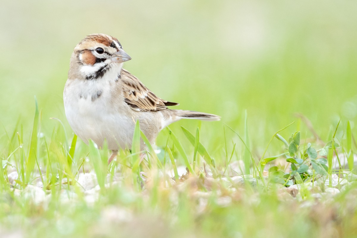 Lark Sparrow - ML626587019