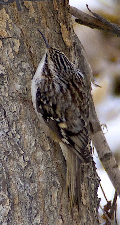 Brown Creeper - ML626587065