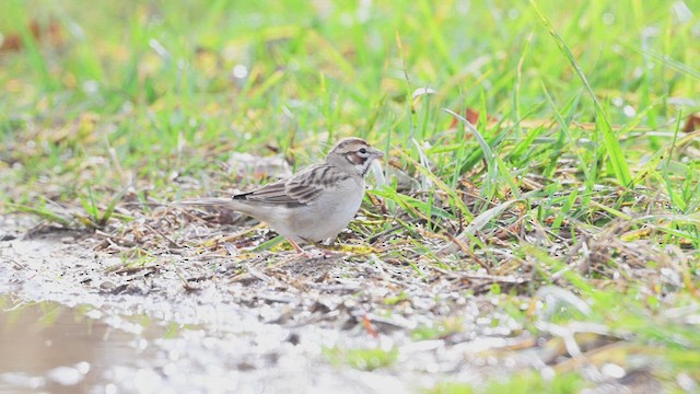 Lark Sparrow - ML626587074