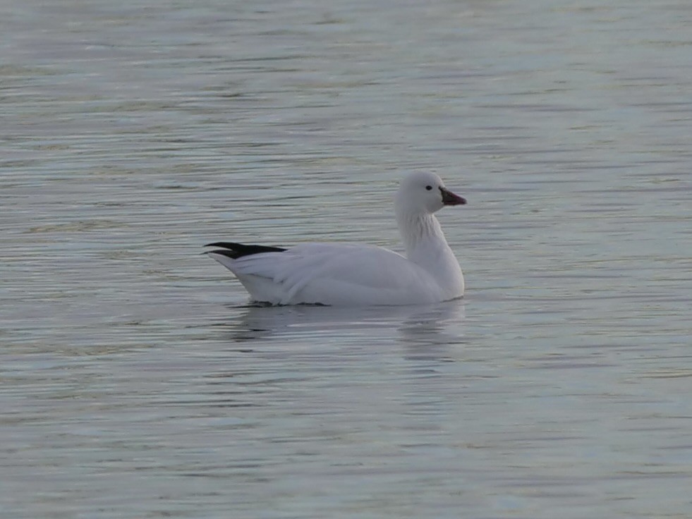 Ross's Goose - ML626587173