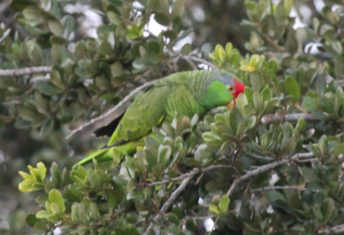 Red-crowned Amazon - ML626587189