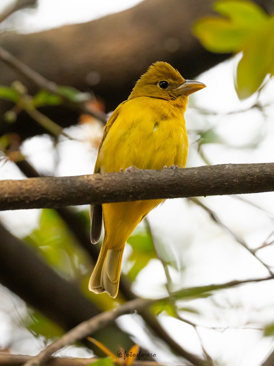 Summer Tanager - ML626587258