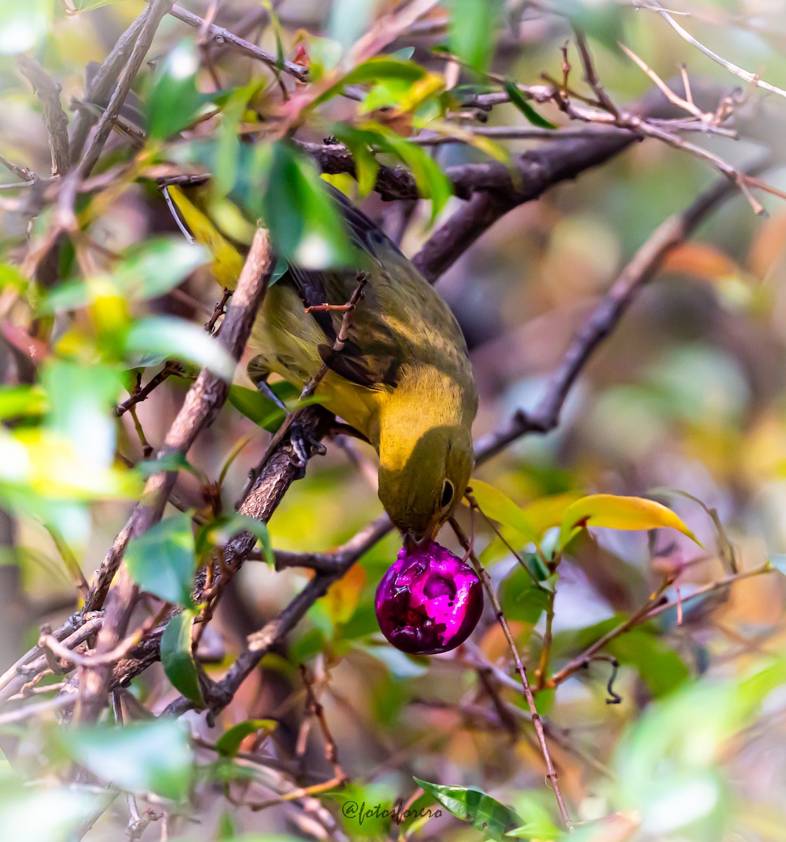 Summer Tanager - ML626587259