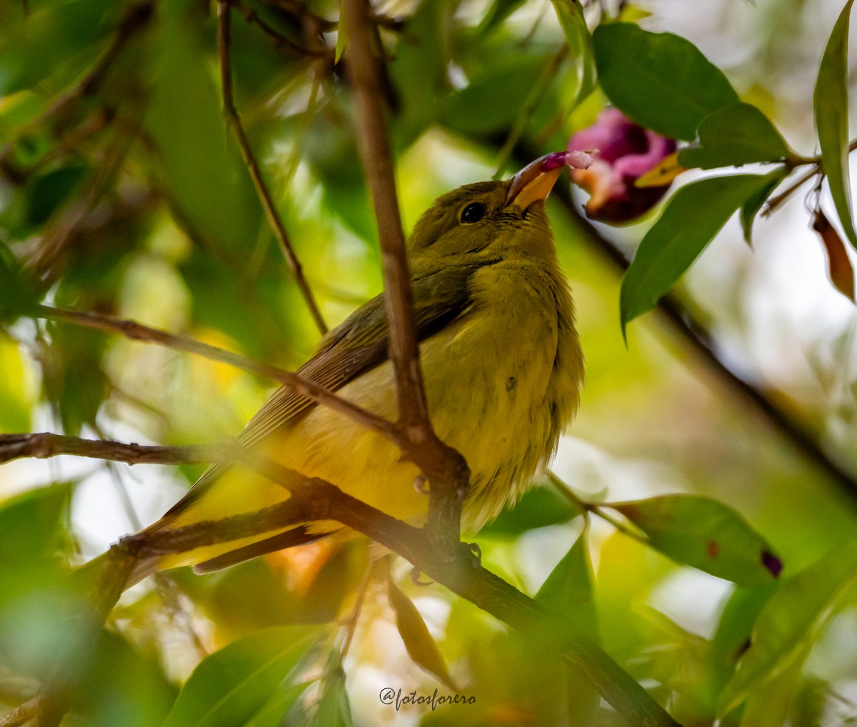 Summer Tanager - ML626587260