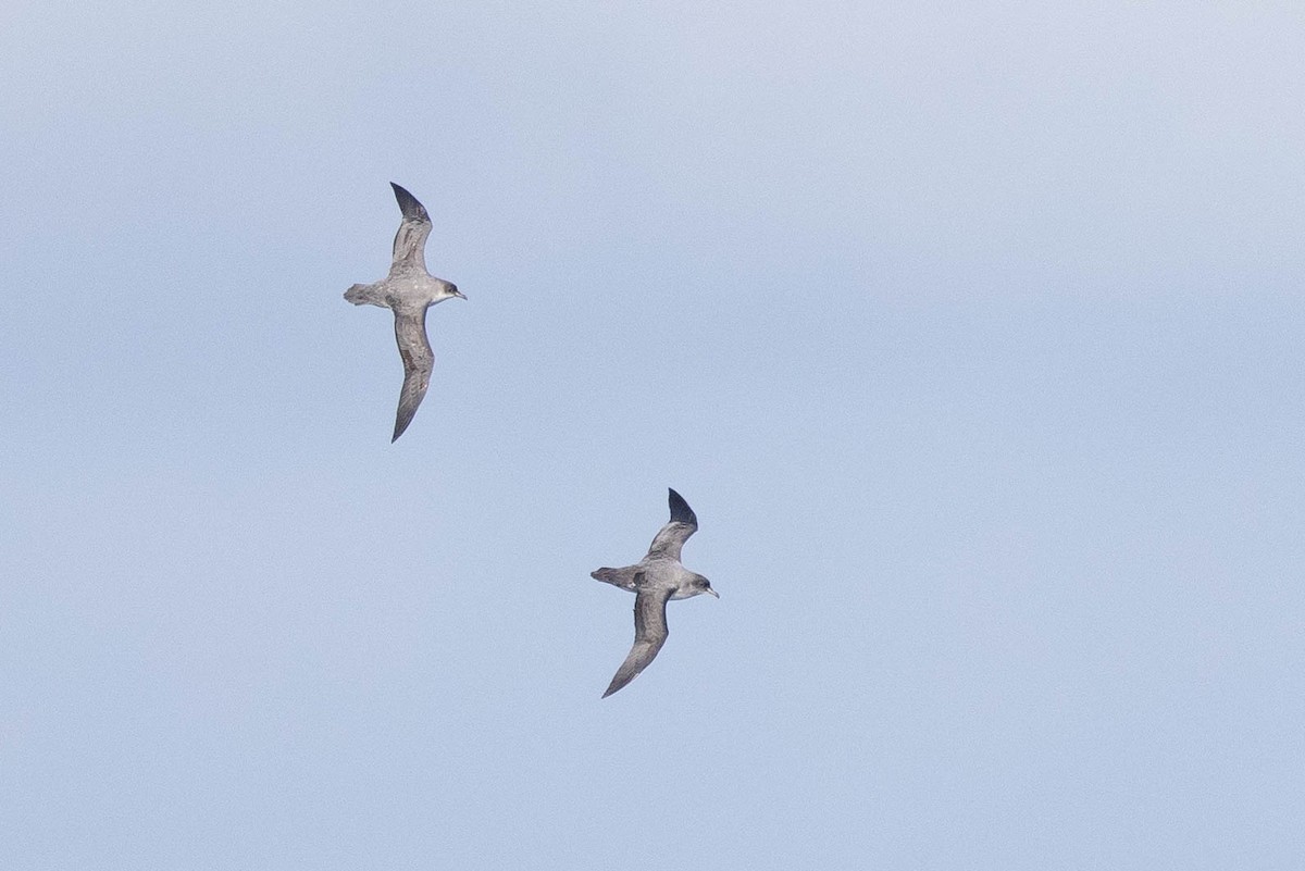 Gray Petrel - ML626587273