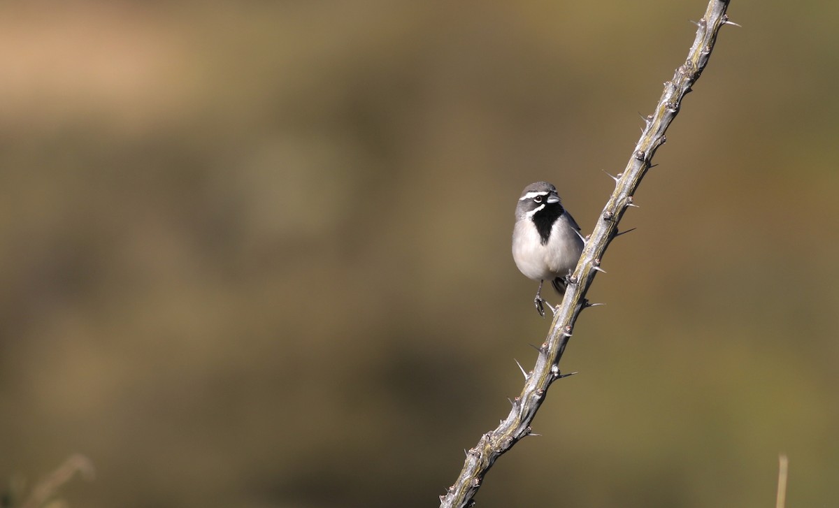 Black-throated Sparrow - ML626587332